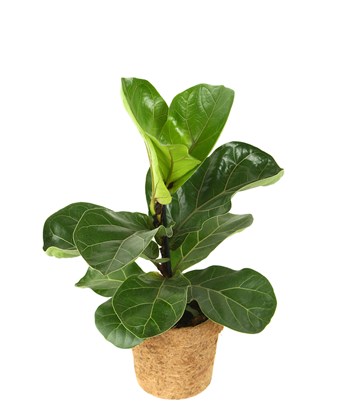 Ficus Lyrata Bambino